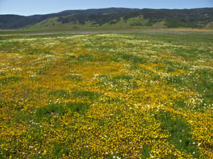 View of Bear Valley