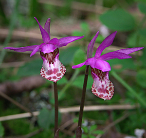 Fairyslipper