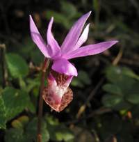 Fairyslipper