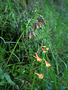 Mission bells - Delephinium