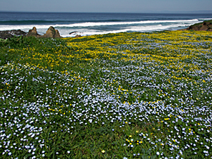 Glass Beach bluffs