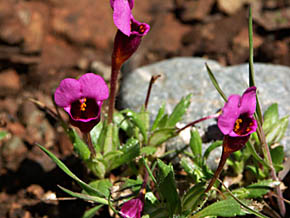 Purple mouse ears