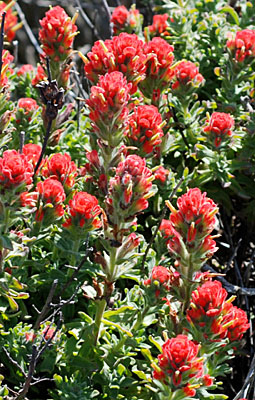 Castilleja wightii