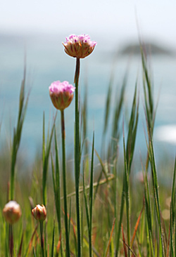 Armeria maritima