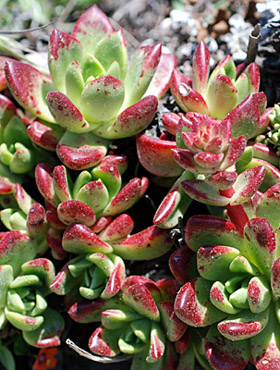 Dudleya