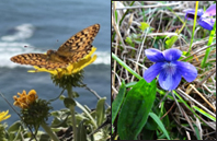 Viola Planting for Silverspot butterfly