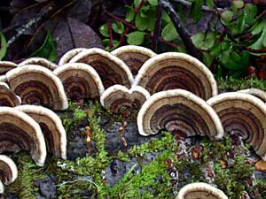 Turkey tails fungus