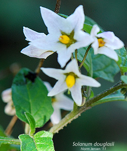 Greenspot nightshade