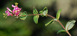 Pink honeysuckle