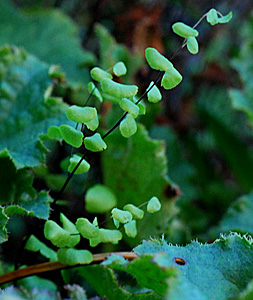 California maidenhair